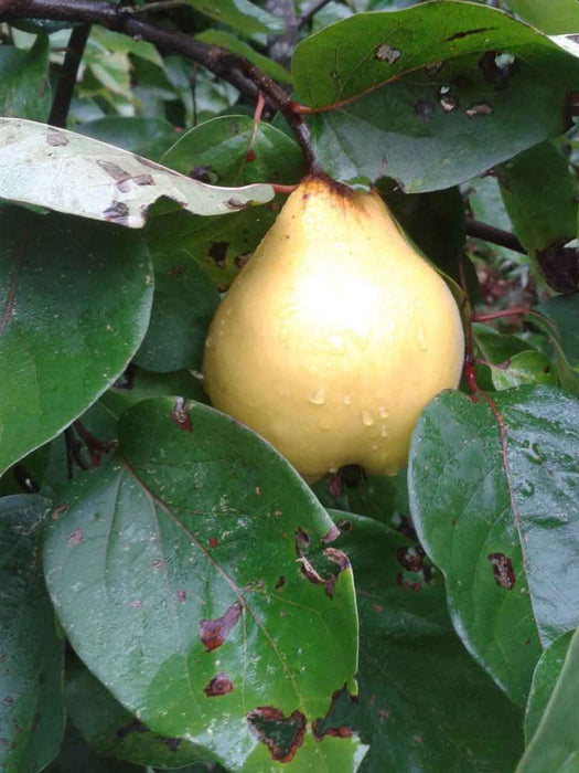 Hedge to go Fruit Birne