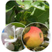 Hedge to go Fruit Apfel