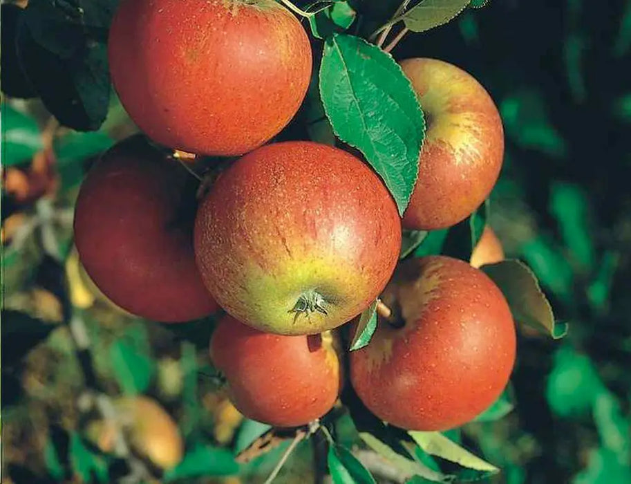 Hedge to go Fruit Apfel