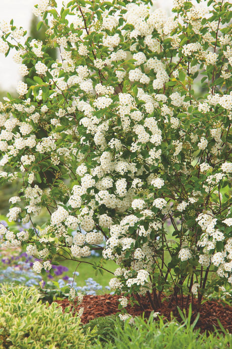Hedge to go Flowers Weiß